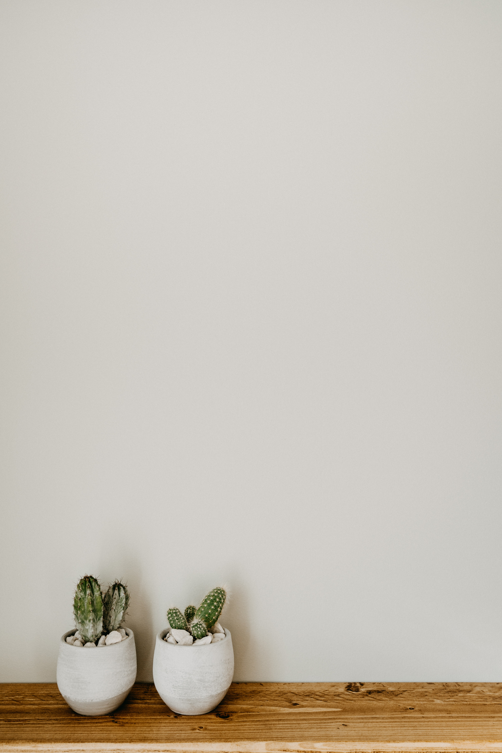 Portted Cacti on Shelf against White Wall